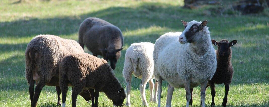 Sammallahden tilan suomenlampaita Sammallahden tilan suomenlampaita