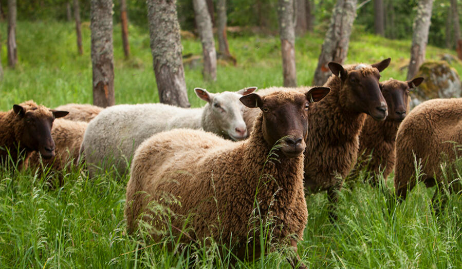 Sammallahden tilan suomenlampaita Sammallahden tilan suomenlampaita