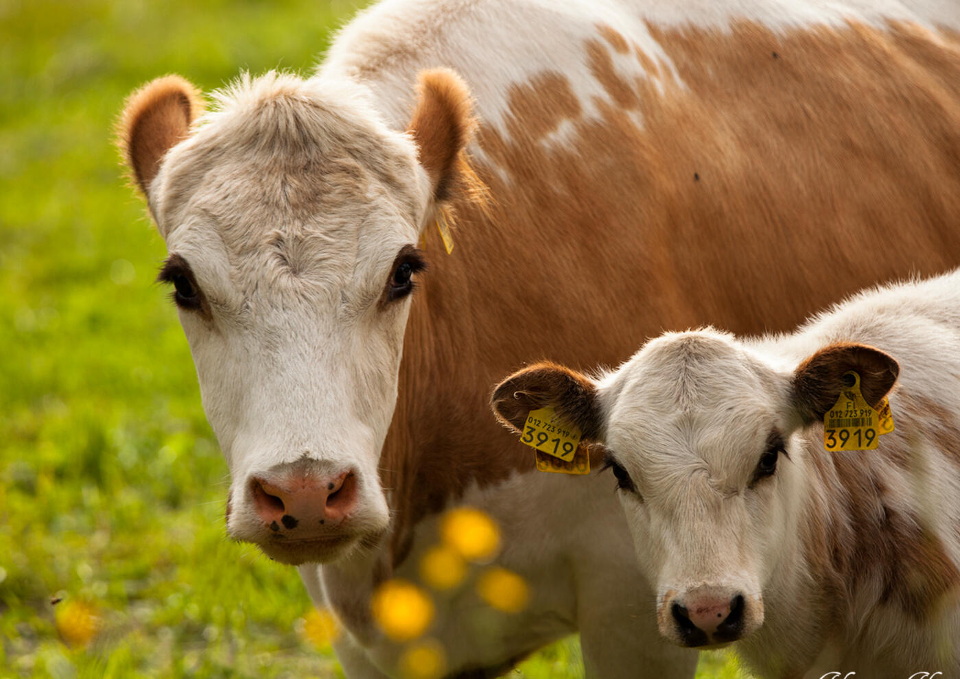 Sammallahden tilan itäsuomenkarjaa Sammallahden tilan itäsuomenkarjaa